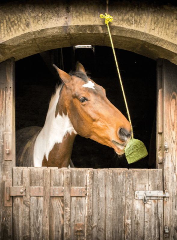 Silvermoor Swingers Boredom Buster Gulrot 1kg