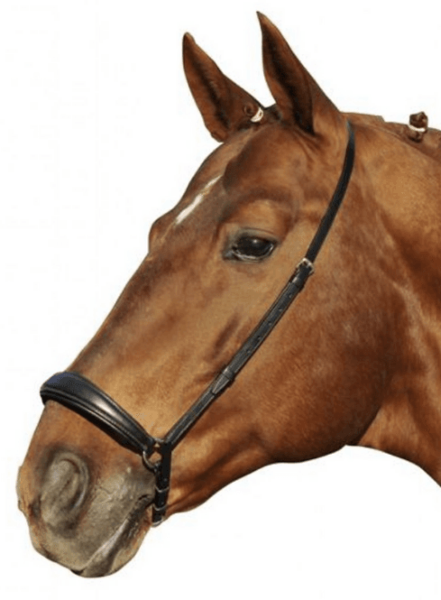 Hovedbilde Hannoveransk Nesereim 