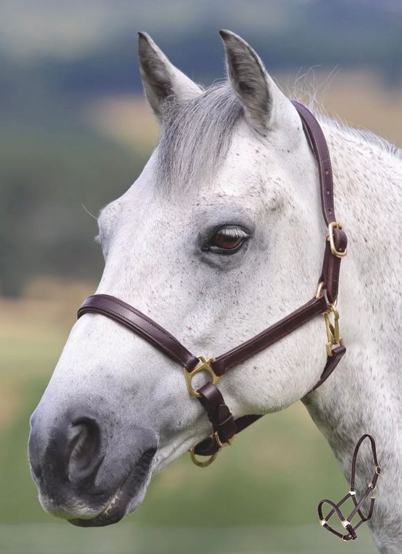 Shires Pro Series Velociti GARA Ragley Lærgrime